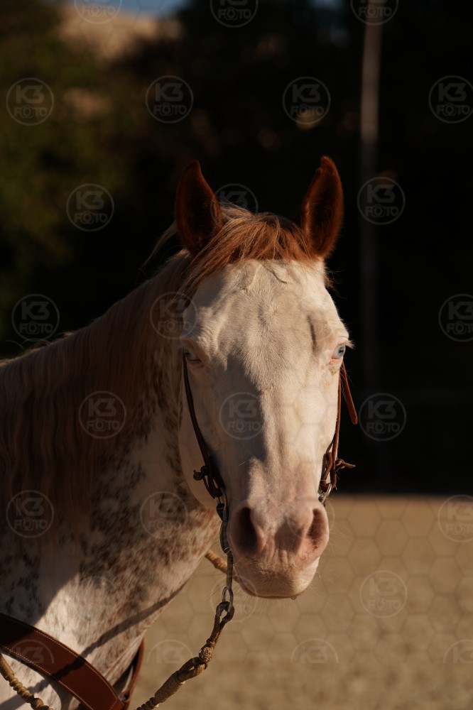 s_A_906709.JPG